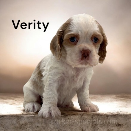 puppy, for, sale, Cocker Spaniel, Joe & Cherri  Overlease, dog, breeder, Miller, MO, dog-breeder, puppy-for-sale, forsale, nearby, find, puppyfind, locator, puppylocator, aca